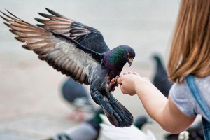 Niż karmienie gołębi w domu? Niż karmienie gołębi w domu?